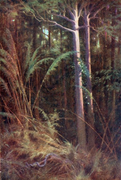 在森林深处 作者 罗伯特·乔治·塔尔伯特·凯利